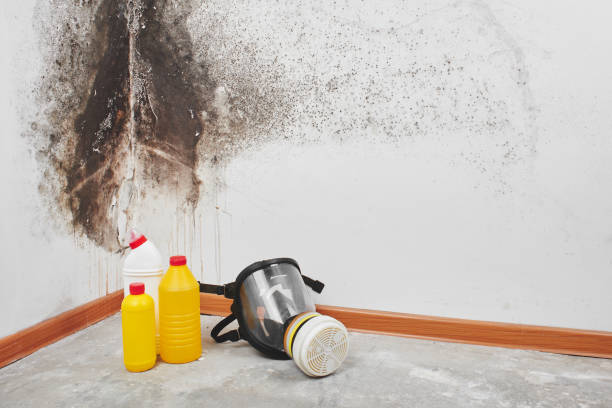 Best Black Mold Removal  in Navasota, TX